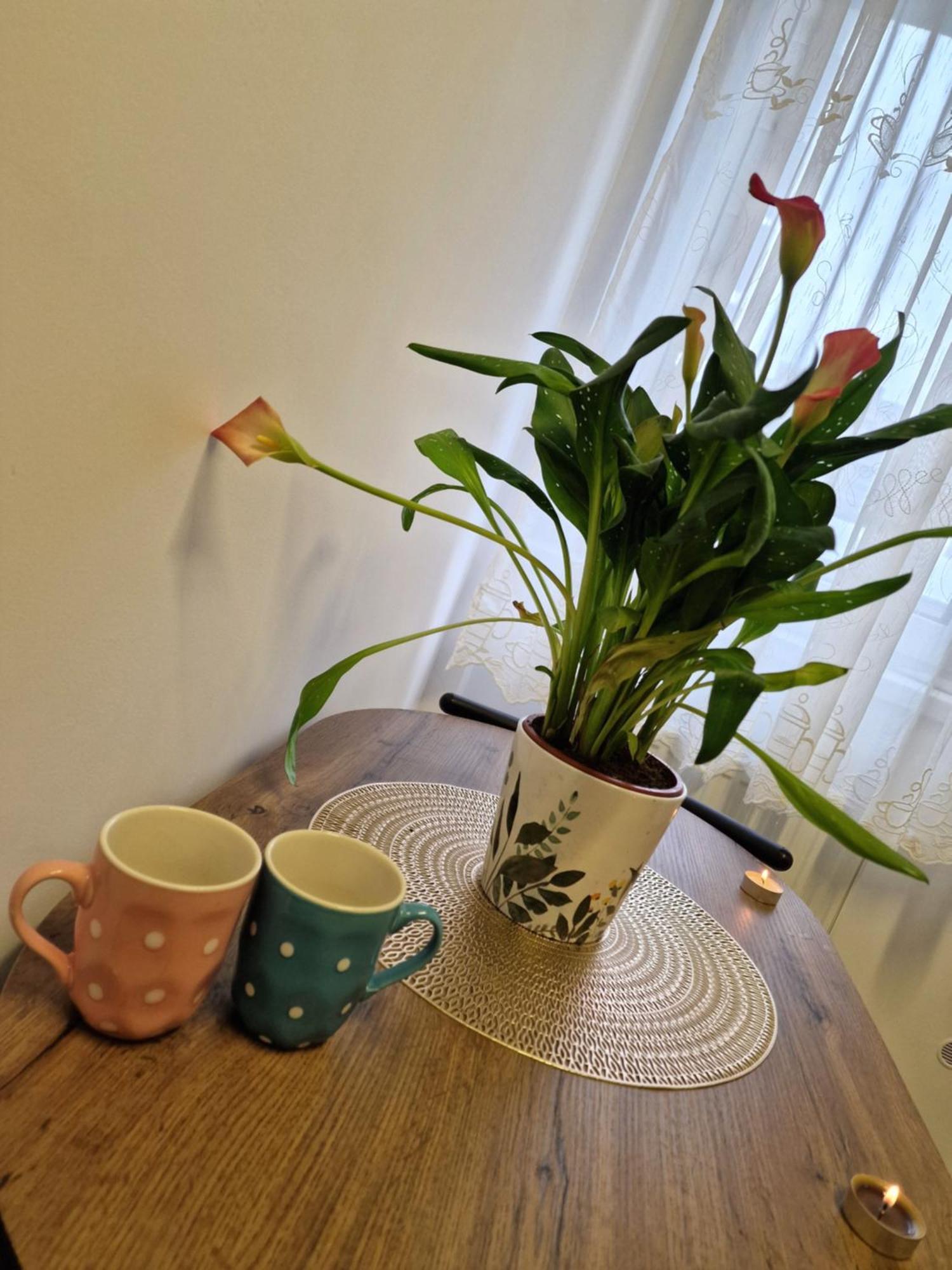 Studio&Garden! Roşu Eksteriør billede